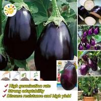 ราคา เมล็ดพันธุ์ มะเขือม่วงยักษ์ Big Purple Eggplant Seed Organic Vegetable Seeds for Planting เมล็ดมะเขือยาว เมล็ดพันธุ์ผัก ผักสวนครัว ผักออร์แกนิก พันธุ์ผัก เมล็ดผัก เมล็ดพันธุ์แท้OP เมล็ดพันธุ์พืช ปลูกไ