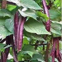 ราคา 15 เมล็ด ถั่วพูสีม่วง ถั่วปู ต้นแข็งแรง ติดผลดก ฝักสีม่วง ฝักใหญ่ Purple Winged Bean (21961623261)