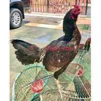 ราคา ไข่เชื้อ ไก่เยียร์ เบอร์แข้ง ราคาพิเศษ (21816574945)