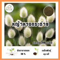 ราคา เมล็ดพันธุ์ หญ้าหางกระต่าย บรรจุ 200 เมล็ด (21571009118)