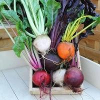 ราคา 50 เมล็ด ผักสวนครัว Beetroot Seeds บีตรูต บีทรูท สายพันธุ์ Beet Rainbow Mixture (21358081731)