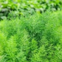 ราคา 2000 เมล็ด ผักชีลาว มะแหลม ผักหอมผอม ผักหอมน้อย Dill Seeds (21900823633)