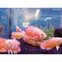 ราคา อาหารปลา ปลาออสก้าเสือ ออสก้าเผือก ไซร้2นิ้ว มีประกันสินค้า (22278103457)