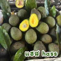 ราคา พร้อมส่ง 1KG อโวคาโด้แฮส 034 TA21 บูธ7 แก่จัด avocado hass (22110308239)