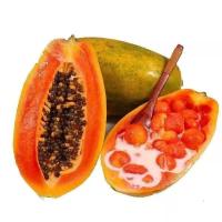 ราคา มะละกอฮอลแลนด์ ถูกที่สุด เมล็ดพันธุ์มะละกอฮอลแลนด์ 50 100 เมล็ดงอกดี ลูกดก โตเร็ว ทานอร่อย (22421665600)