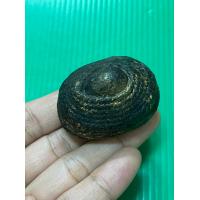 ราคา เบี้ยแก้หลวงปู่เจือวัดกลางบางแก้วเครื่องรางเก่าของขลังสำหรับแก้คุณไสย์มนต์ดำและยาสั่ง (15547543470)