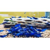 ราคา Dwarf Shrimp อาหารกุ้งแคระ กุ้งแคระ size XL เกรดเอ (22250937695)