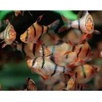 ราคา อาหารปลา ปลาเสือสุมาตรา เซ็ท 3ตัว 6ตัวแถม1 มีประกันสินค้า (22338100258)