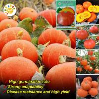 ราคา เมล็ดฟักทองญี่ปุ่นสีส้ม เมล็ดพันธุ์ฟักทองญี่ปุ่นสีส้ม Orange Japanese Pumpkin Seeds เมล็ดพันธุ์ ฟักทองญี่ปุ่น เมล็ดฟักทองญี่ปุ่นสีส้ม F1 Orange Japanese Pumpkin Seeds เมล็ดฟักทอง เมล็ดพันธุ์ผัก ผักออร
