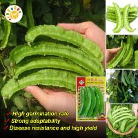 ราคา เมล็ดพันธุ์ ถั่วพู ถั่วพูยักษ์ ถั่วพูยาว Winged Bean Seed Organic Vegetable Seeds for Planting เมล็ดพันธุ์ผัก ผักออร์แกนิก บอนไซ พันธุ์ผัก เมล็ดบอนสี ผักสวนครัว เมล็ดผัก ปลูกง่าย การงอกสูง การเก็บเกี่