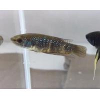 ราคา ปลากัดตัวเมีย ป่าใต้พัฒนา 1ตัวพร้อมผสมพันธุ์ วงแดงวงเหลือง (22399239863)