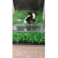 ราคา ปลากัดแบล็คซามูไร เพศผู้พร้อมรัด (22258087416)