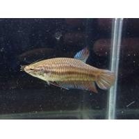 ราคา ปลากัดหม้อ ปลากัดสายกัด เพศเมีย (16120313971)