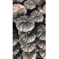 ราคา เมล็ดฟักทองพันธุ์ข้าวตอก ศรแดง เมล็ดฟักทองลูกผสม รวม 30 เมล็ด Pumpkin ฟักทองพันธุ์ข้าวตอก 573 (22230125840)