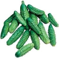 ราคา 25 เมล็ด เมล็ดผัก แตงกวา พันธุ์นอก ปลูกง่าย Cucumber Vegetable Seeds สายพันธุ์ Parisian Gherkin (21353527799)