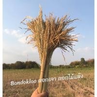 ราคา รวงข้าว รวงข้าวจริงตากแห้ง ขั้นต่ำ2กำรวมได้ รวงข้าวย้อมสี หญ้าแห้ง หญ้าย้อมสี (21932450270)