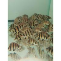 ราคา อาหารปลา ปลาเสือตอ ไซร้2 3นิ้ว มีประกันสินค้าคะ (22277660947)