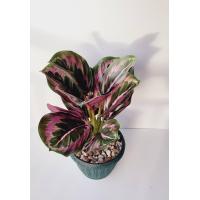 ราคา ต้นไม้ตกแต่งบ้าน ต้นไม้มงคล ต้นไม้ประดิษฐ์ ต้นไม้ปลอม พร้อมกระถางและหิน รวมแจกันพลาสติก artificial flower (9943191755)