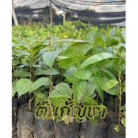 ราคา ต้นไม้ สูง30cc รับประกันการจัดส่ง รับประกันสายพันธุ์ ต้นกัน ต้นไม้ กระท่อม ใบกระท่อม ต้นกระท่อม (22209863943)