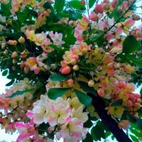 ราคา 1 ต้น ต้นกล้า ดอกคูน คูน ต้นราชพฤกษ์ พร้อมปลูก ขนาดต้นสูง 60 80 ซม ขึ้นไป (22171083960)