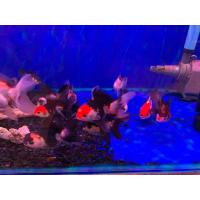 ราคา อาหารปลา ปลาทองฮอลันดา 3สี แพนด้า ไซร้2 มีประกันสินค้า (22337888495)