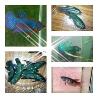 ราคา ปลากัดอีสานแพคคู่สวยๆ 2ตัว โปร ส่งด่วน สินค้ารับประกัน100 อายุ 5 เดือน ตัวใหญ่ (22384346701)