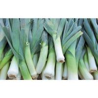 ราคา กระเทียมต้นฝรั่ง กระเทียมต้นยักษ์ 40 100 เมล็ด Leek เมล็ดกระเทียมต้น เมล็ดพันธุ์ ซื้อ 10 แถม 1 คละได้ (17008955574)