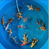 ราคา อาหารปลา ปลาคราฟจักรพรรดิ์ ปลาคราฟหางยาว ไซร้3นิ้ว มีประกันสินค้าคะ (22374697251)