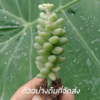ราคา ถูกที่สุด ไม้อวบน้ำเลื้อย setum berto uma cactus succulent แคตัส กระบองเพชร ต้นไม้ (17427704586)
