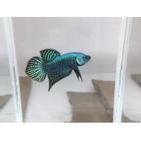 ราคา ปลากัดเอเลี่ยน สุ่มเพศผู้1ตัว หลากสีหางสั้น หางยาว สีสันสวยงาม (22315327895)