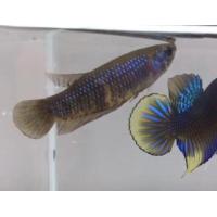 ราคา ปลากัดป่าภาคใต้พัฒนา ตัวเมีย 1ตัว วงแดงวงเหลือง พร้อมผสมพันธุ์ (22366640866)