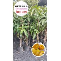 ราคา ต้นมะม่วงตลับนาค กิ่งทาบ สูง70 80ซม ต้นพร้อมลงปลูก (20714260725)