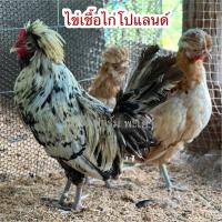 ราคา ไข่เชื้อไก่โปแลนด์ เชื้อแข็งแรงพ่อพันธุ์1ต่อ2 (22370573704)