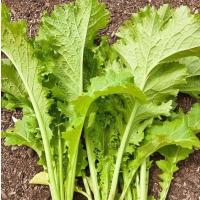 ราคา 500 เมล็ด ผักกาดเขียวใบหยัก ผักกาดเขียวปลี ผักกาดเขียวใบหยิก ผักกาดหิ่น Green Mustard Seeds (21898863825)