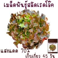 ราคา สลัดเรดโอ๊ค red oak lettuce 100 เมล็ด (21956425757)