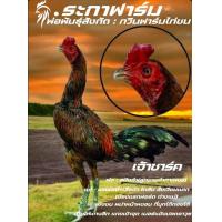 ราคา เจ้าชาร์ค ไข่ไก่ชนพม่า เบอร์แข้งสายเลือดเจ้าชาร์ค ชุดพิเศษ รับประกันแท้ (22019952628)