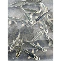 ราคา อาหารปลา ปลาคราฟลูกนอก ไซร้2 3นิ้ว มีประกันสินค้า (22347728314)