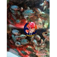 ราคา อาหารปลา ลูกปลาหมอสีขนาด1 5 นิ้ว อาหารเร้งสี เร้งแดง เร้งมุก ปลาโครงสร้างดี (22414300404)