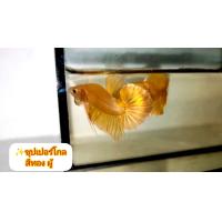 ราคา ปลากัดสีทอง 2ตัว ผู้ เมียพร้อมผสมพันธุ์ ปลากัดชุปเปอร์โกล เกรดปกติ ปลากัดสีทองล้วน ปลากัดสวยๆ ปลากัดสีมงคล ปลากัดสวยงามโชว์สวยๆ 2ตัวผู้เมียขนาด 1 3 1 6 ตัวใหญ่พร้อมผสมพันธุ์ (21443469341)