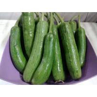 ราคา เมล็ดพันธุ์ บวบหอม เมล็ดบวบหอม 200 เมล็ด 10 เเถม 1 คละได้ (8786312290)