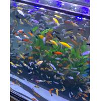 ราคา อาหารปลา ปลาสวยงาม 6 ตัว 100 บาท ปลาสอด ปลาสุมาตรา สีสันสวยงาม (22381659673)