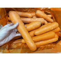 ราคา สดจากไร่ แครอท ออสเตรเลีย 500 กรัม และ 1 กิโลกรัม หวาน อวบ สด สวย คัดคุณภาพ เหมาะคั้นน้ำ แครอทหวาน ราคาถูก ราคาส่ง ราคาดีที่สุด (21390608088)