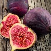 ราคา 20 เมล็ด มะเดื่อฝรั่ง ลูกฟิก รสชาติหวาน หอม Figs Fruit Seeds สายพันธุ์ Celeste (21292213694)