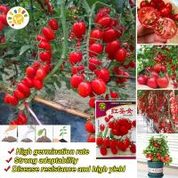 ราคา เมล็ดพันธุ์ มะเขือเทศเชอรี่ Large Red Cherry Tomato เมล็ดพันธุ์แท้ นำเข้าจากต่างประเทศ ปลูกผัก สวนครัว Red Cherry Tomato Seed Fruit Seeds for Planting เมล็ดผลไม้ เมล็ดพันธุ์ผัก ผักสวนครัว ผักออร์แกนิก