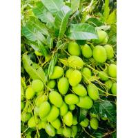 ราคา มะม่วงเบา มะม่วงตอแหล เจ้าของสวนมาเอง 500 กรัม (18130766292)