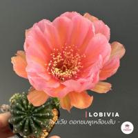 ราคา โลบิเวีย ดอกส้มไส้เหลือง Lobivia แคคตัส กระบองเพชร cactus succulent (16896479750)