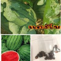 ราคา เมล็ดพันธุ์ แตงโมแดง ลาย แตงโม ซื้อ 10 แถม 1 (9961533124)
