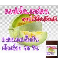 ราคา แอปเปิ้ล เมล่อน ทานได้ทั้งเปลือก Apple melon 10เมล็ด (21956256881)