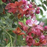 ราคา 1 ต้น ต้นกล้า ดอกคูน คูน ต้นราชพฤกษ์ พร้อมปลูก ขนาดต้นสูง 60 80 ซม ขึ้นไป (22171083957)