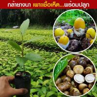 ราคา ต้นยางนา ราดเชื้อเห็ดระโงก เเละเห็ดเผาะ ต้นสูง 50 60 ซม ต้นเเข็งเเรงพร้อมปลูก (21446168821)